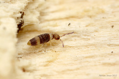 Entomobrya albocincta.