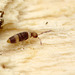 Entomobrya albocincta.