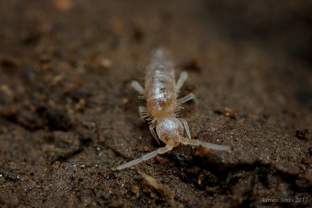 Heteromurus nitidus