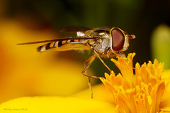 Marmalade Hoverfly (Episyrphus balteatus)