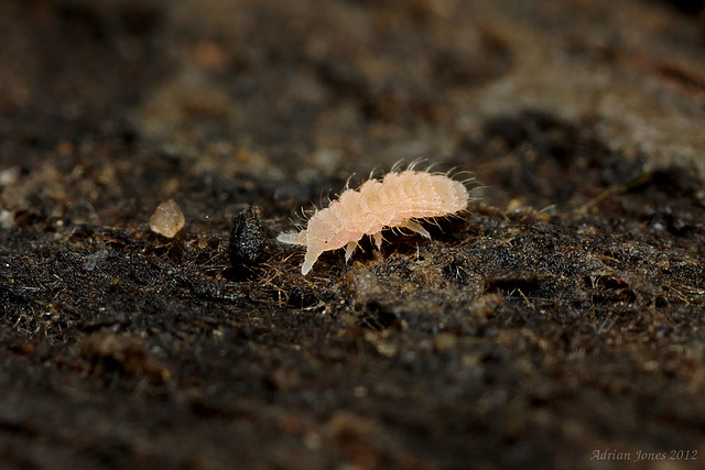 Monobella grassei