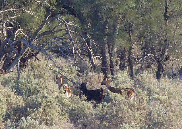 feral goats in Arumpo