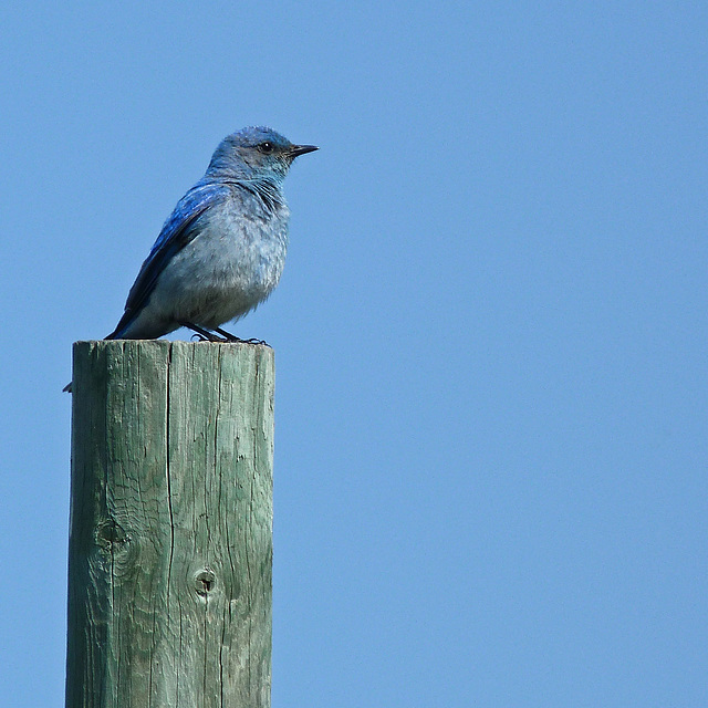 Bluebird of happiness