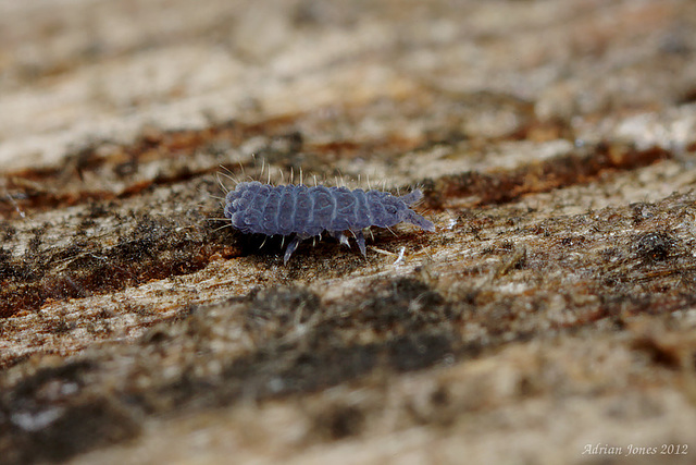 Neanura muscorum