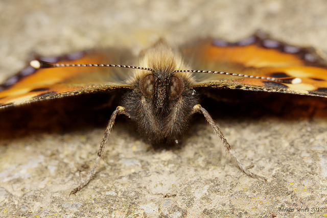 Small Tortoiseshell Butterfly