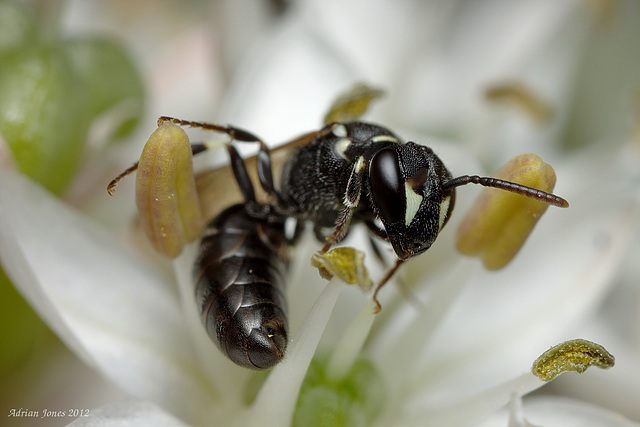 Hylaeus sp.