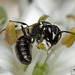 Hylaeus sp.