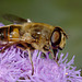 Eristalinus abusivus ??