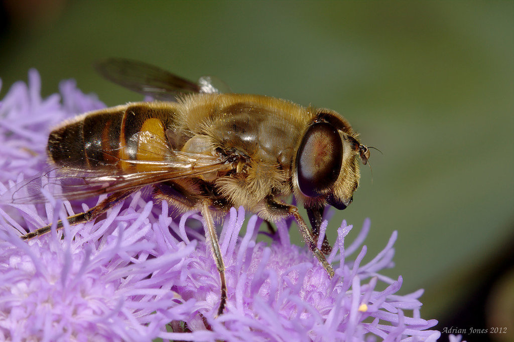 Eristalinus abusivus ??