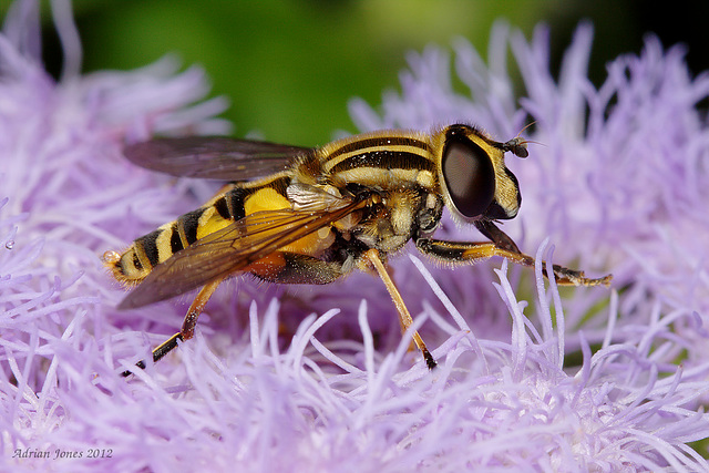 Helophilus pendulus (Female)