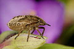 Hairy Shieldbug Nymph