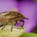 Hairy Shieldbug Nymph