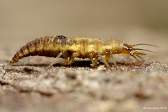 Lacewing larva