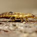 Lacewing larva
