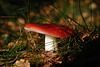 Russula emetica