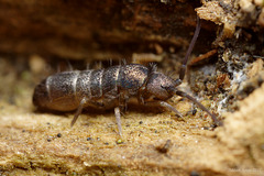 springtail_001