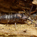 springtail_001