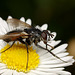 Eriothrix rufomaculata (Tachinidae)