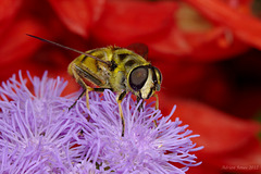 Myathropa florea