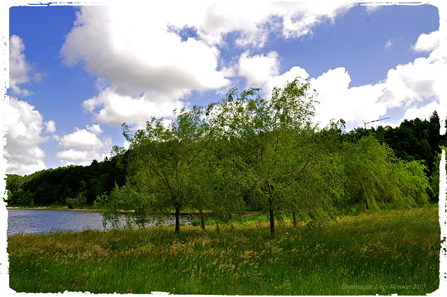 Lac de Saint-Ferréol, les saules pleurent au vent