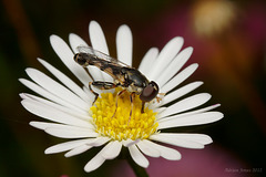 Syritta pipiens.