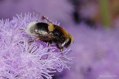 Eristalis intricarius