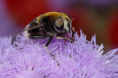 Eristalis intricarius