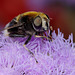 Eristalis intricarius