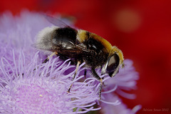 Eristalis intricarius