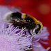 Eristalis intricarius