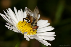 Phasia obesa (Tachinidae)