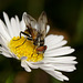 Phasia obesa (Tachinidae)