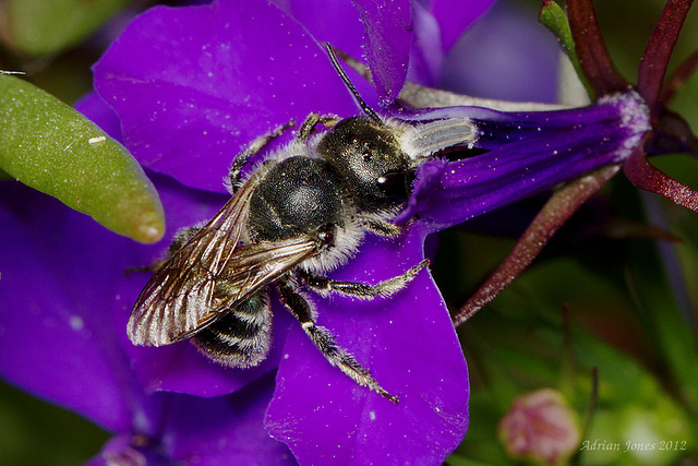 Osmia caerulescens Female