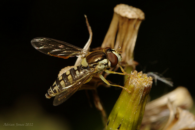 Sphaerophoria scripta (Female)