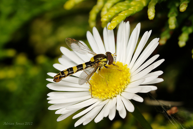 Sphaerophoria scripta. (Male)