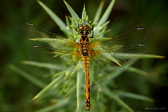 Black Darter Dragonfly