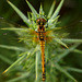 Black Darter Dragonfly