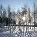 Silver Birch trees in the snow