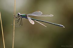 Emerald Damselfly.