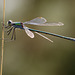 Emerald Damselfly.