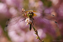 Black Darter Dragonfly