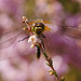 Black Darter Dragonfly