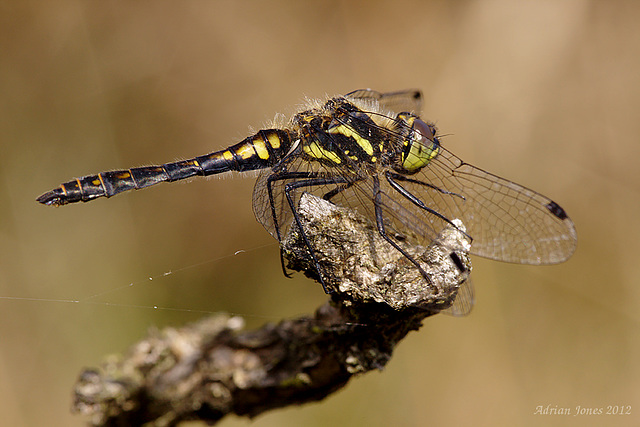 Black Darter Dragonfly