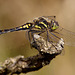 Black Darter Dragonfly