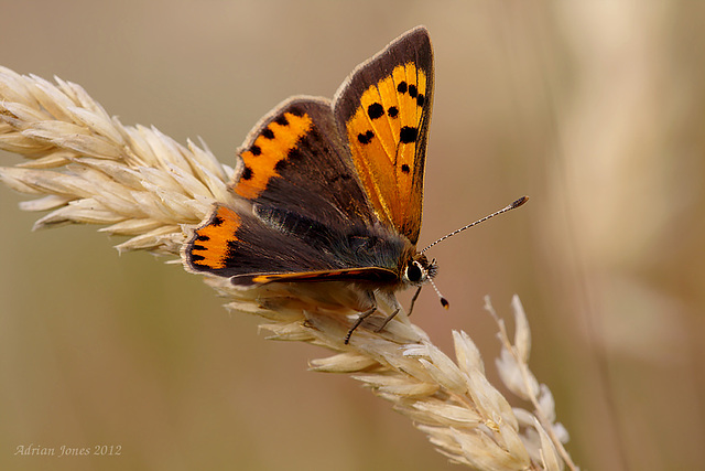 Small Copper.