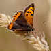 Small Copper.