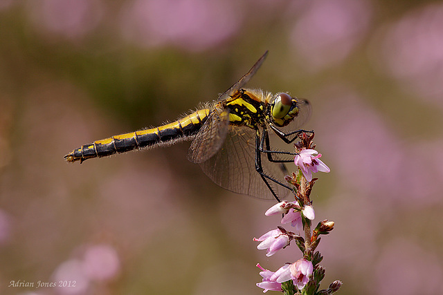 Black Darter Dragonfly