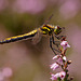 Black Darter Dragonfly