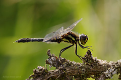 Black Darter Dragonfly