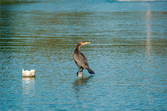 Juvenile Cormorant